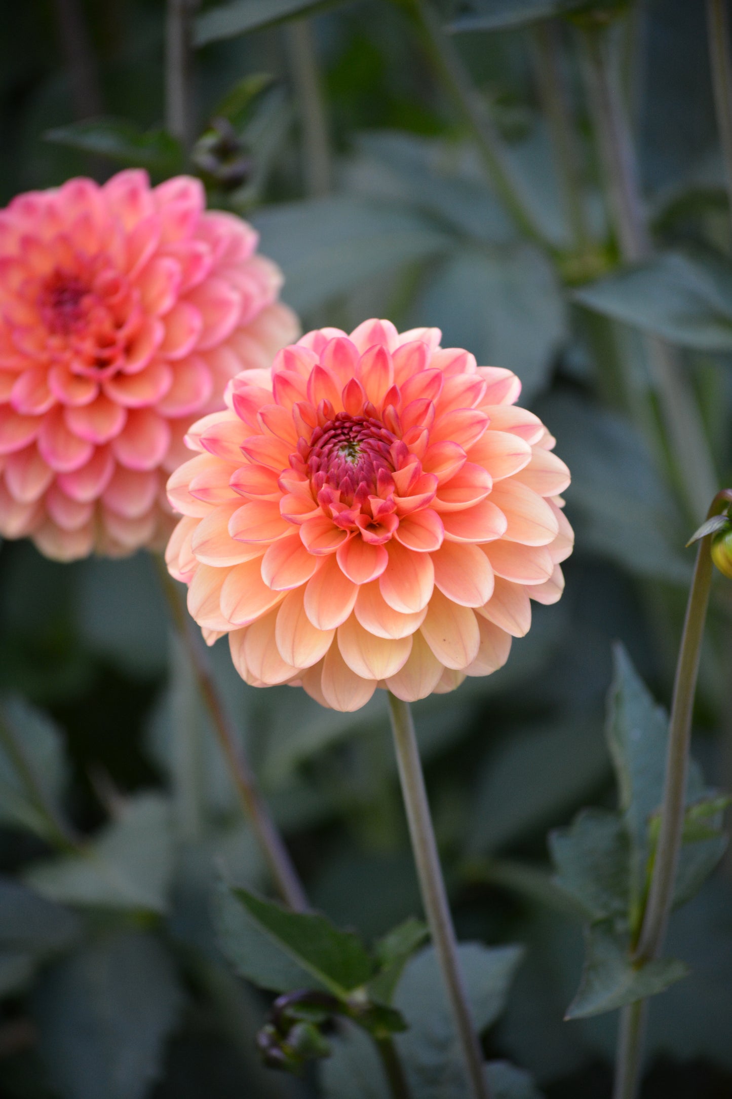 RM TOUCAN - NEW 2026!