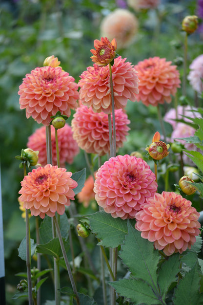 RM TOUCAN - NEW 2026!