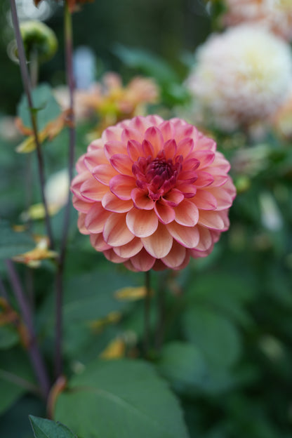 RM TOUCAN - NEW 2026!