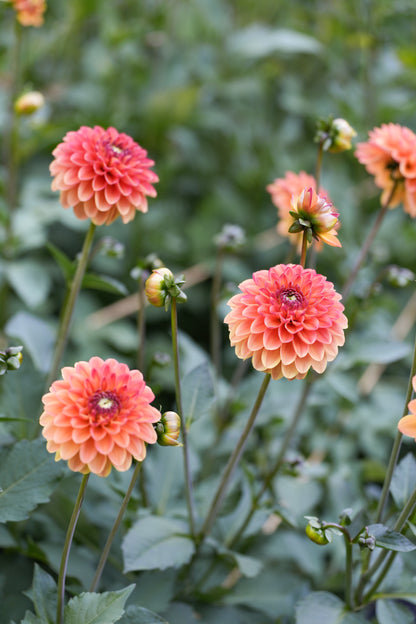 RM TOUCAN - NEW 2026!