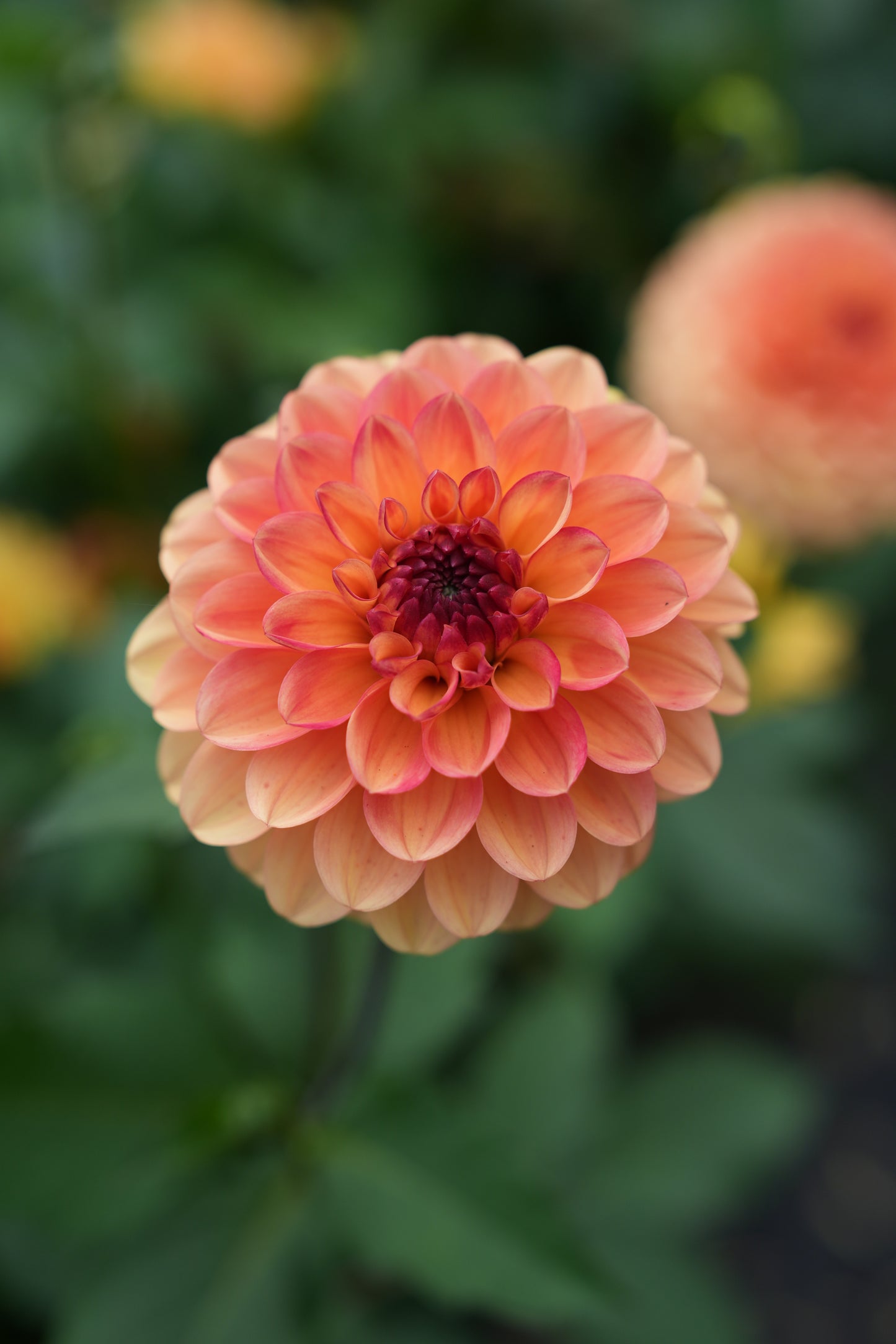 RM TOUCAN - NEW 2026!