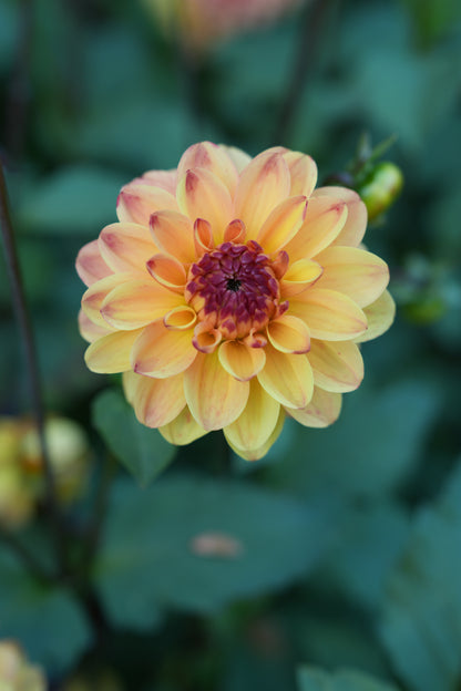 RM TOUCAN - NEW 2026!