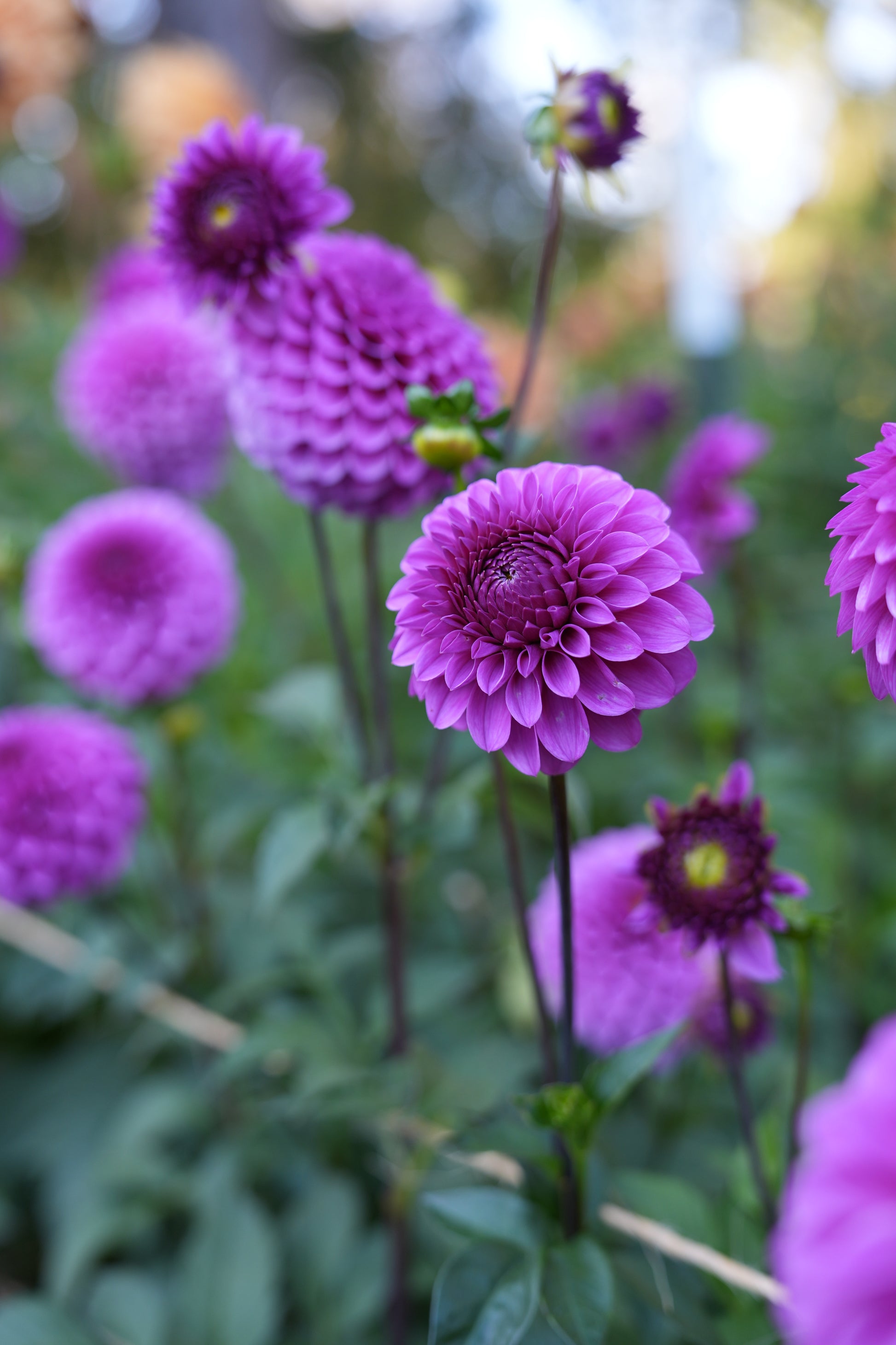 dahlia succulent RM URSULA