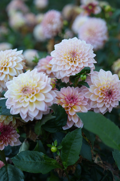 RM WARMTH - NEW 2026!