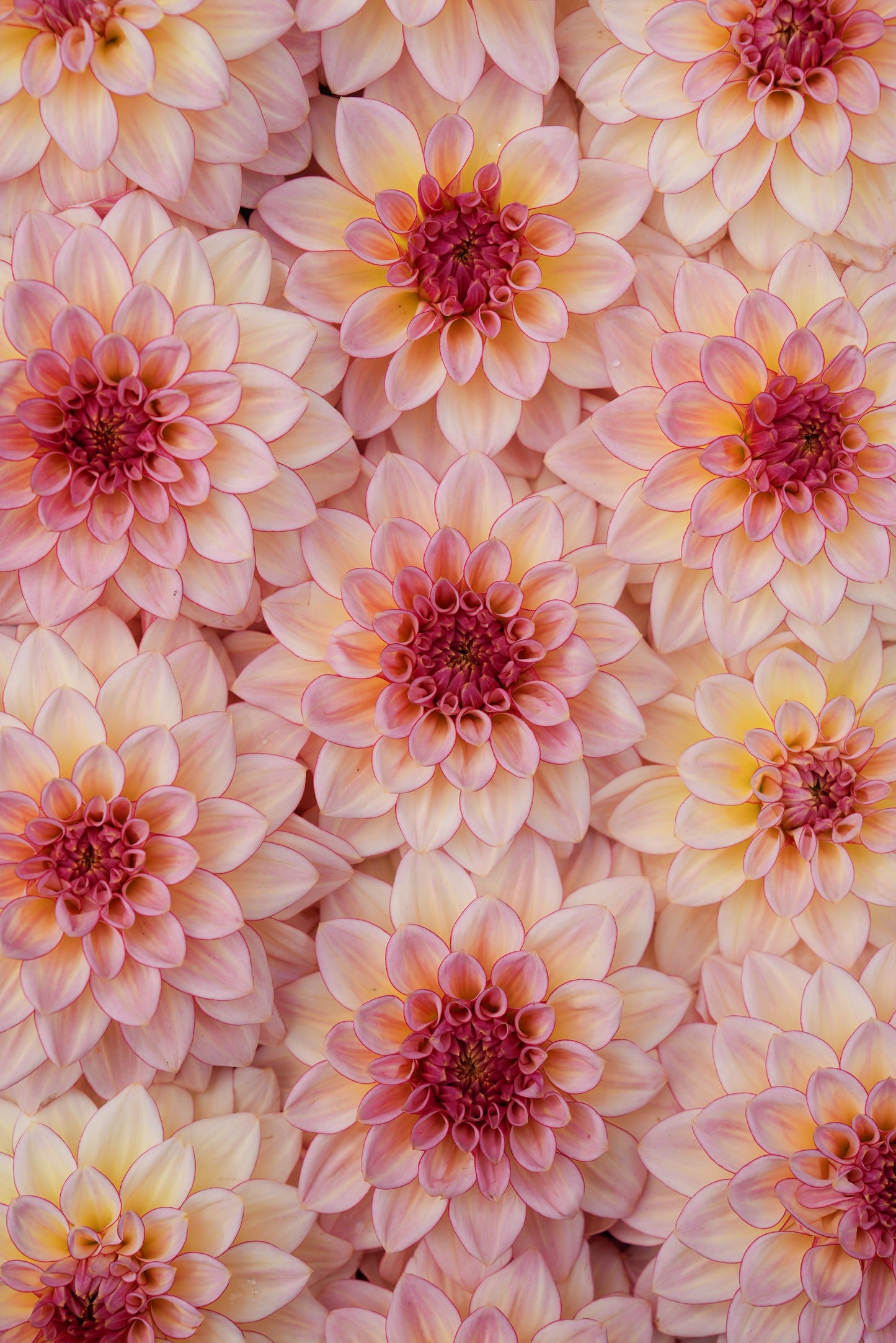 RM WARMTH - NEW 2026!