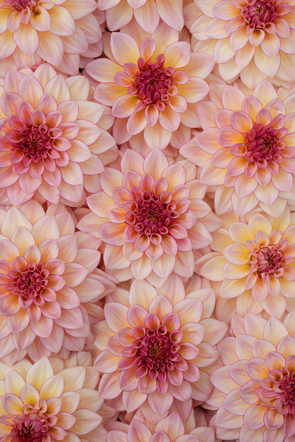 RM WARMTH - NEW 2026!