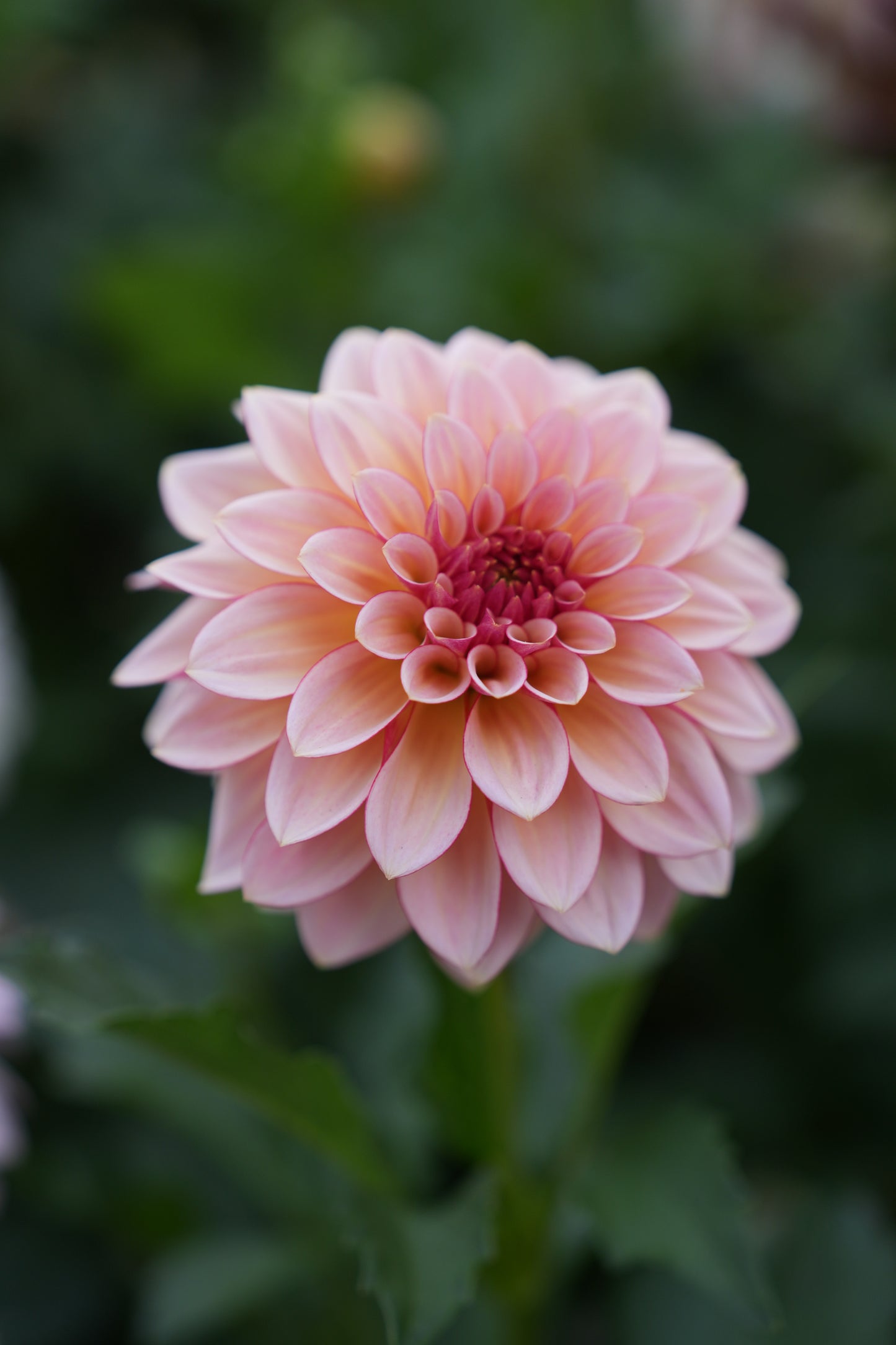 RM WARMTH - NEW 2026!