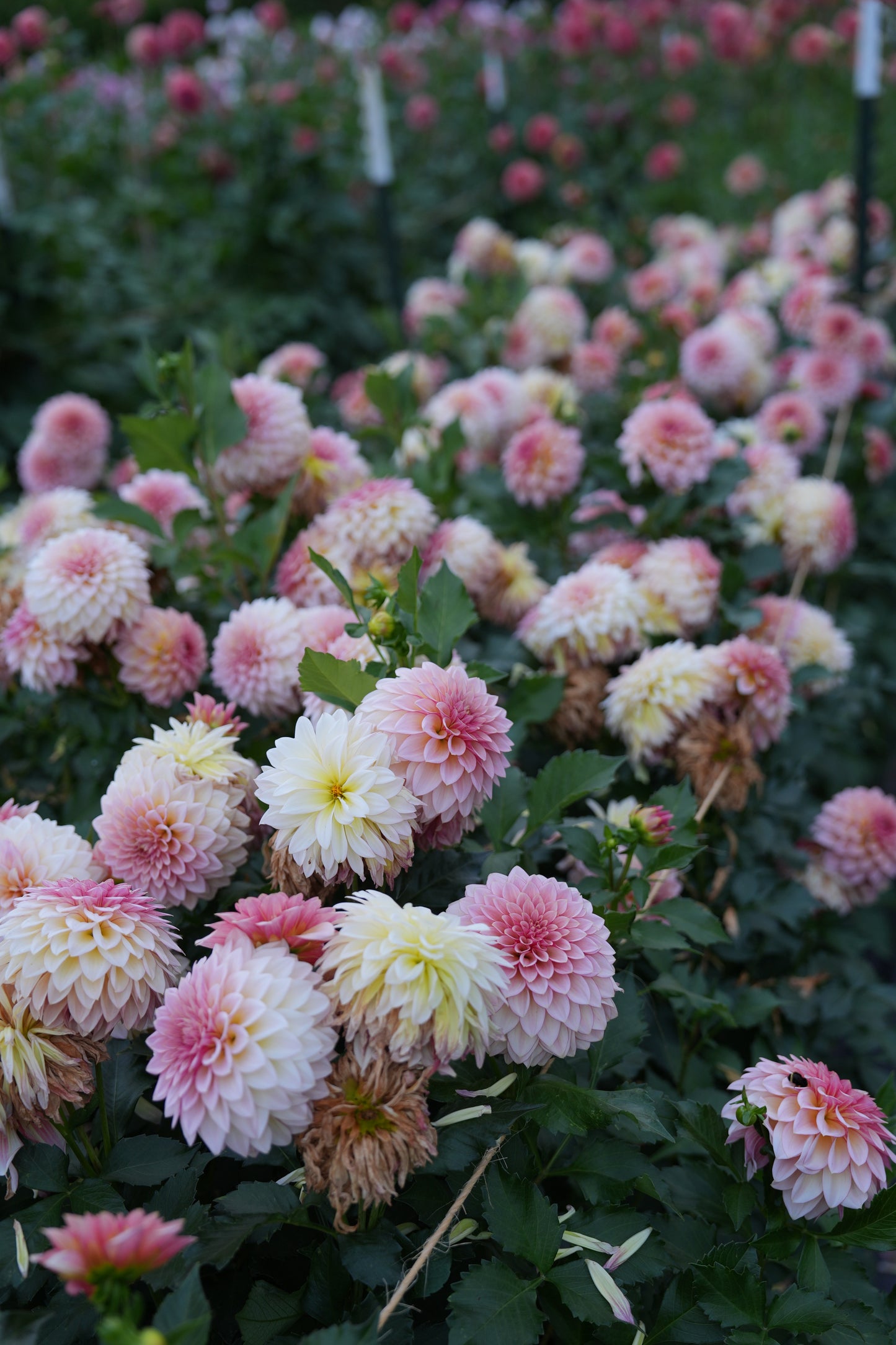 RM WARMTH - NEW 2026!