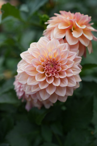 RM WARMTH - NEW 2026!