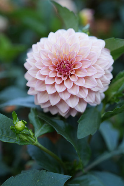 RM WARMTH - NEW 2026!