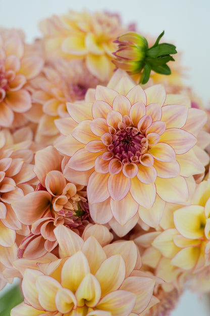 RM WARMTH - NEW 2026!