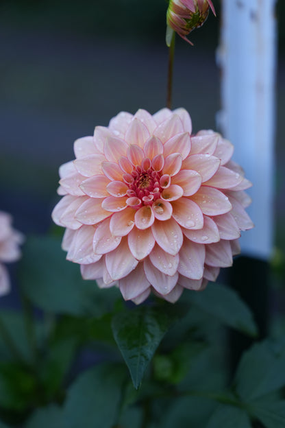 RM WARMTH - NEW 2026!