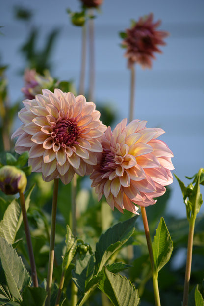 RM MIRAGE - NEW 2026!