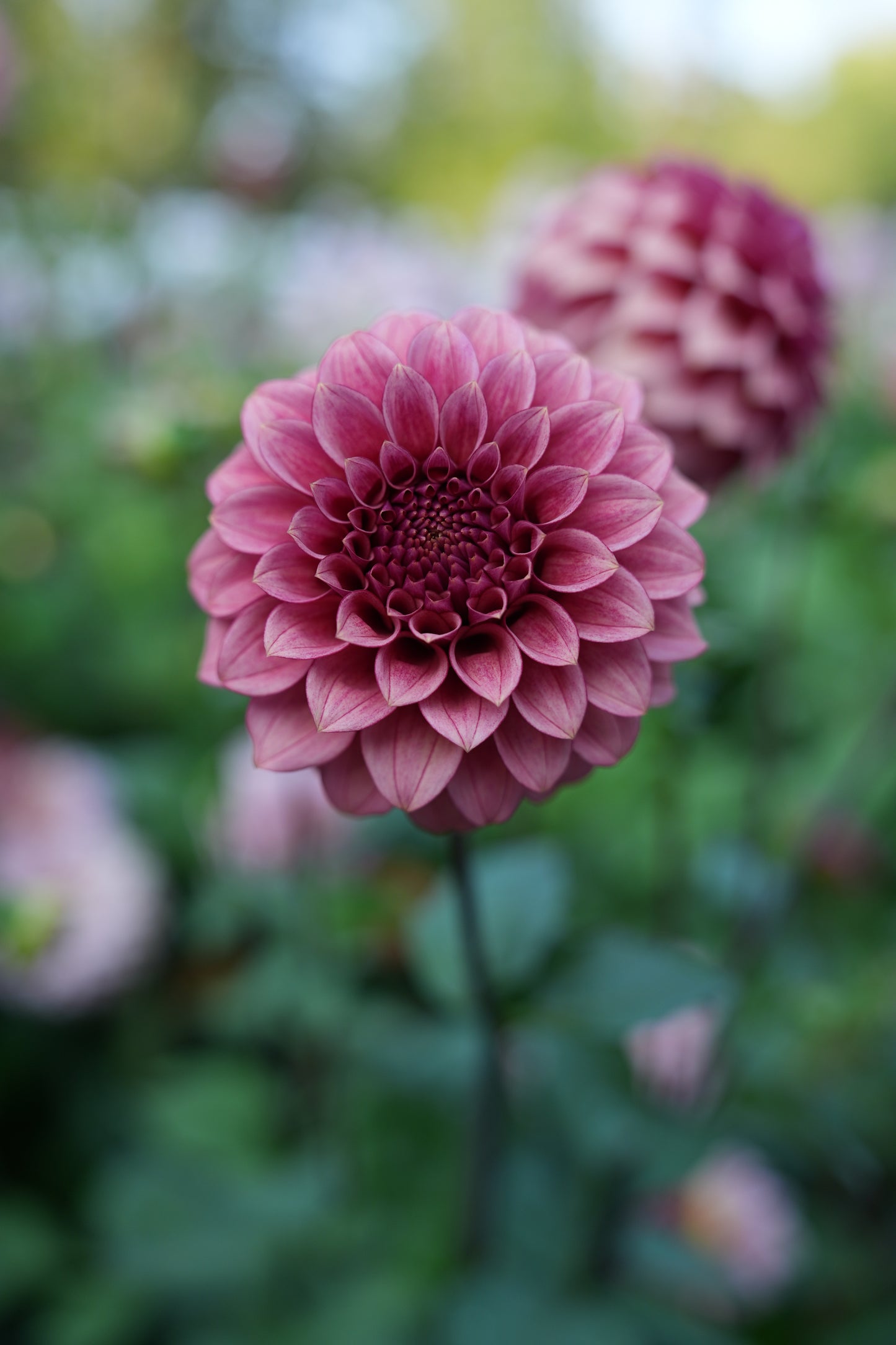 RM SMOKESHOW - NEW 2026!