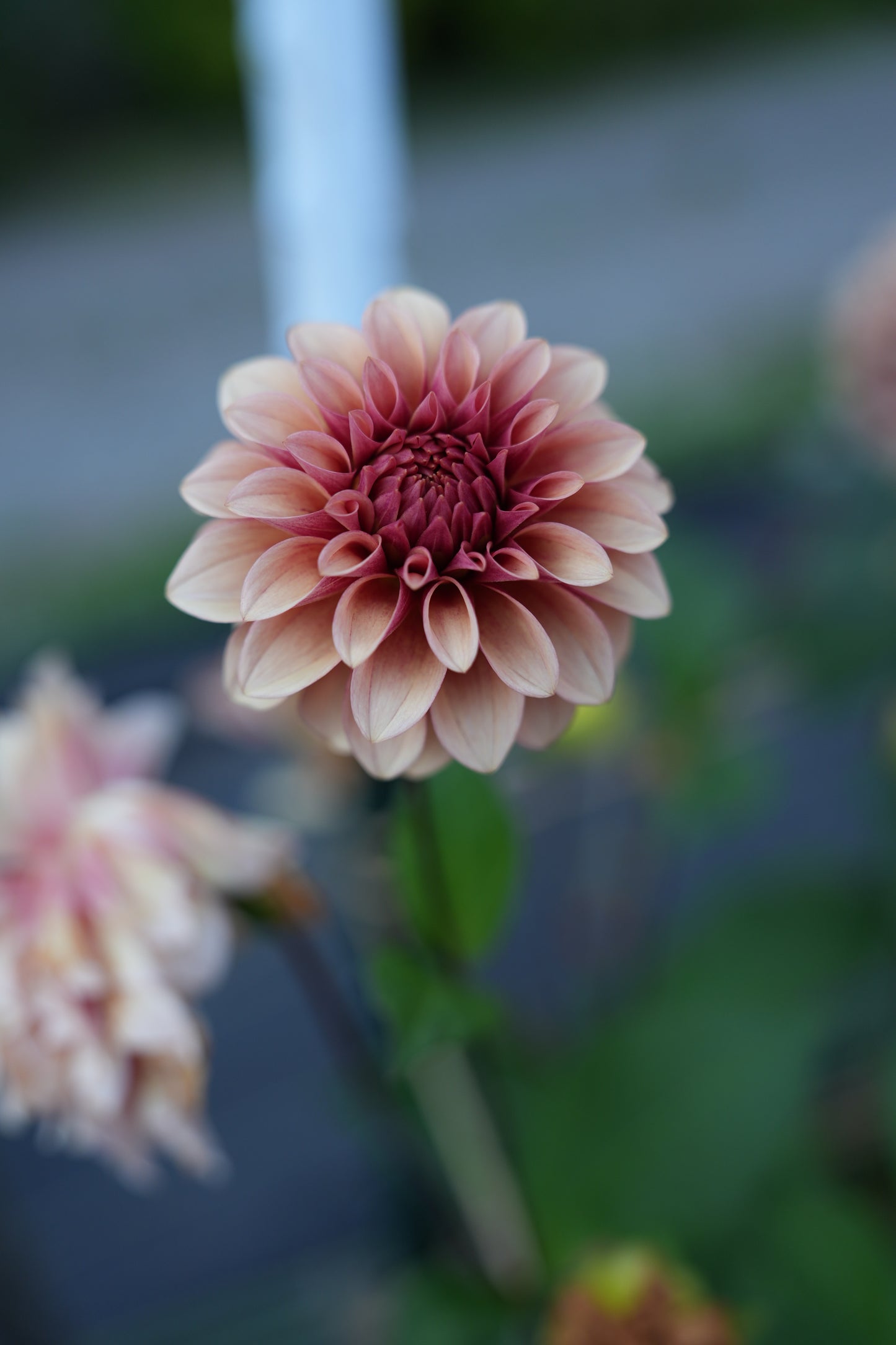 RM ROSE GOLD - NEW 2026!