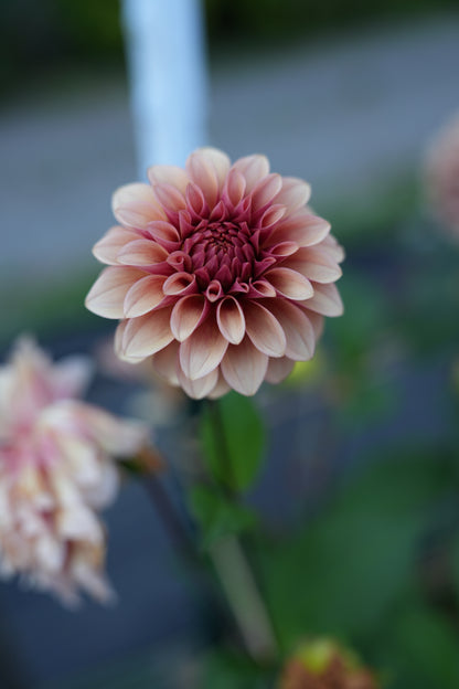 RM ROSE GOLD - NEW 2026!