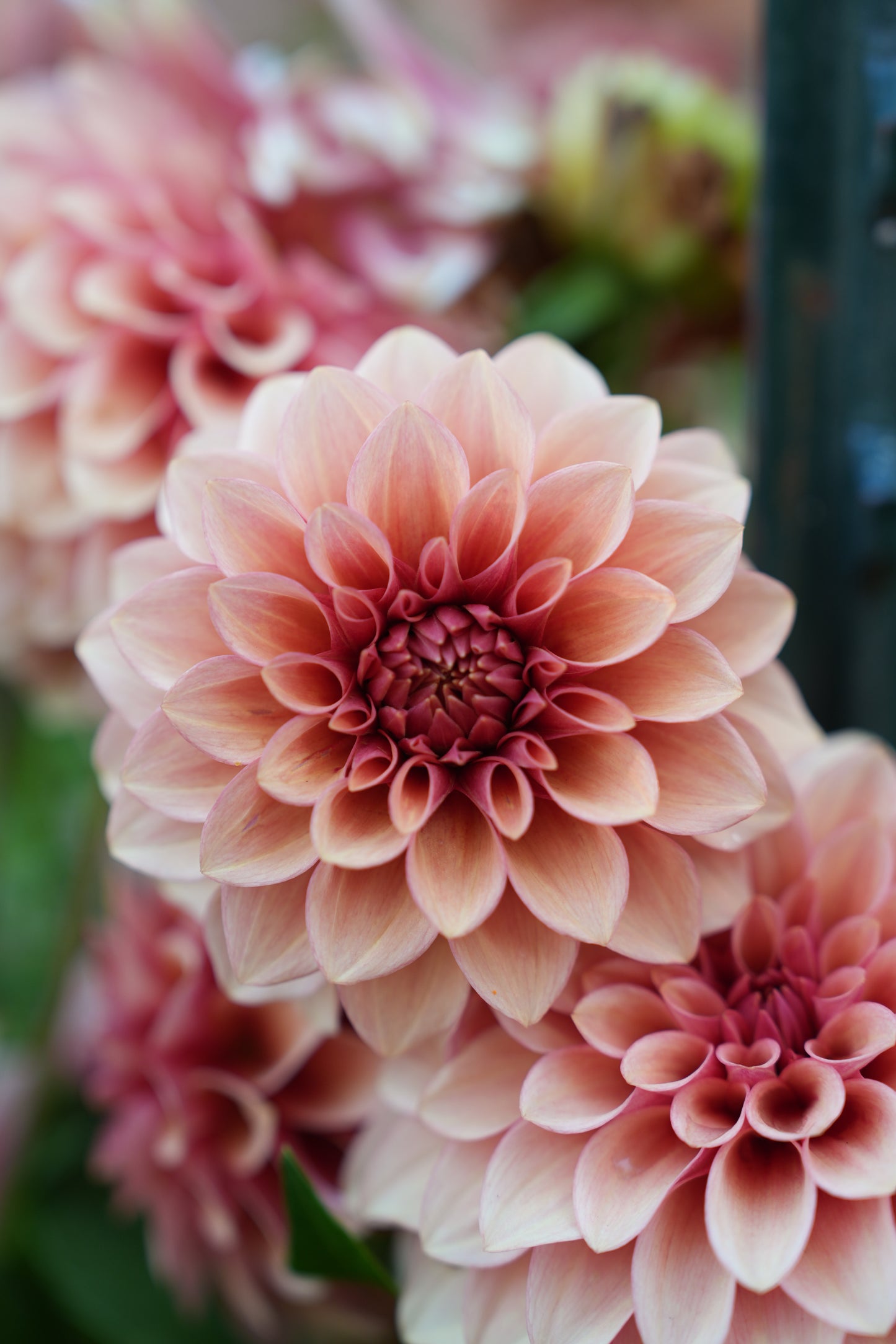 RM ROSE GOLD - NEW 2026!