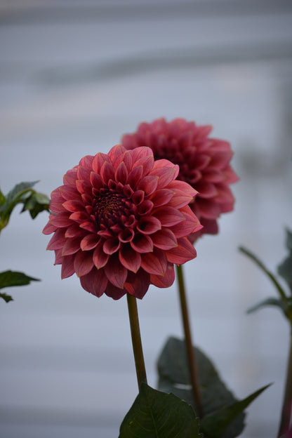 RM SMOKESHOW - NEW 2026!