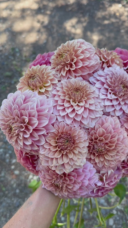 RM PIXIE DUST - NEW 2026! - LIMIT 1