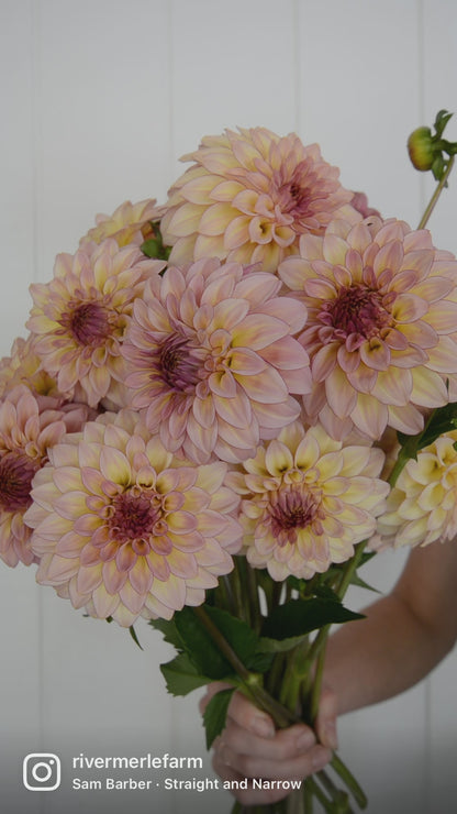 RM MIRAGE - NEW 2026!