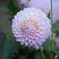 MALTBY PEARL