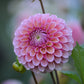BRACKEN ROSE - LIMIT 1