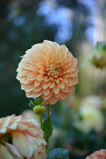 BRACKEN PALOMINO