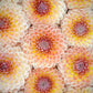 BLYTON SOFTER GLEAM