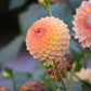BLYTON SOFTER GLEAM
