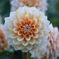 HOLLYHILL ORANGE ICE