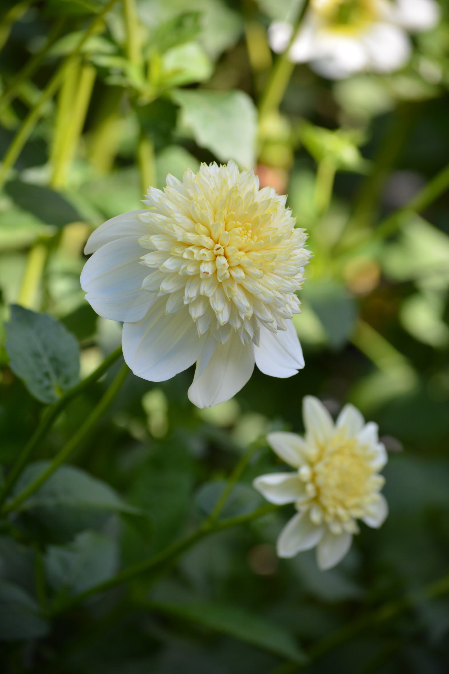 Crème de Tartre – Dahlia Milon